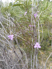 Thysanotus manglesianus