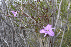 Thysanotus manglesianus