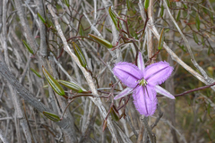 Thysanotus manglesianus