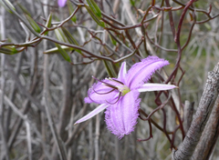 Thysanotus manglesianus