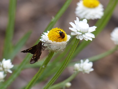 Phyllotocus macleayi