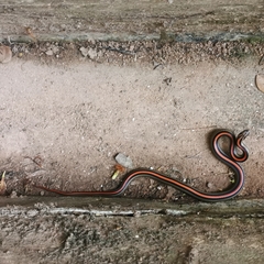 Oligodon octolineatus