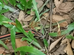 Oligodon octolineatus