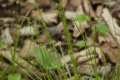 Carex onoei