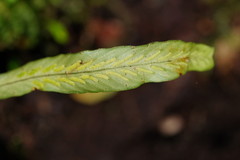 Notogrammitis billardierei