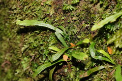 Notogrammitis billardierei