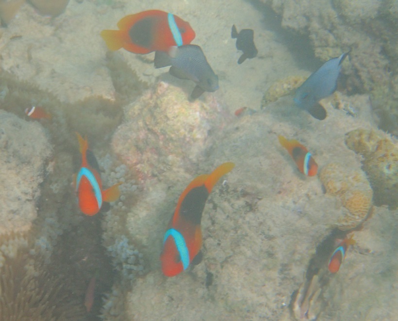 black anemonefish