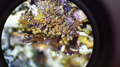 Xanthoparmelia isidiigera