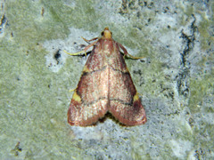 Hypsopygia thymetusalis
