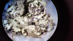 Xanthoparmelia isidiigera