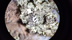 Xanthoparmelia isidiigera