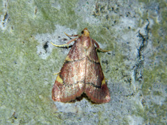 Hypsopygia thymetusalis