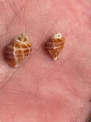 Acanthinucella paucilirata