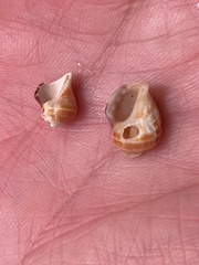 Acanthinucella paucilirata