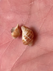 Acanthinucella paucilirata