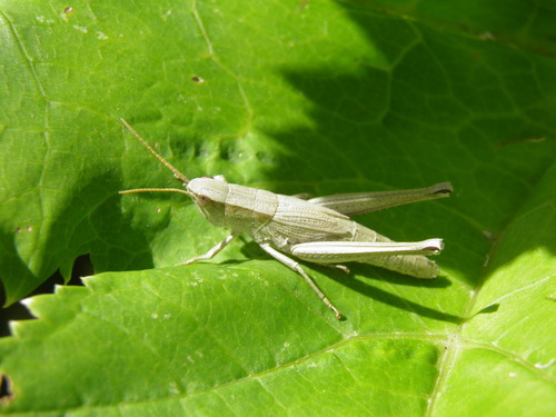 Neporinis skėriukas