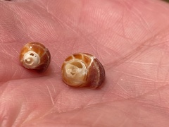 Acanthinucella paucilirata