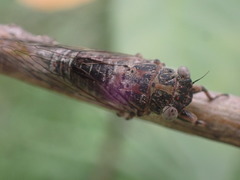 Atrapsalta corticina