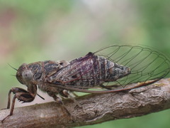 Atrapsalta corticina