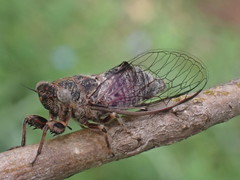 Atrapsalta corticina