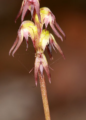 Genoplesium despectans
