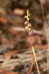 Genoplesium despectans