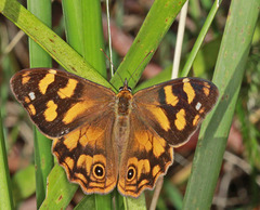 Heteronympha solandri