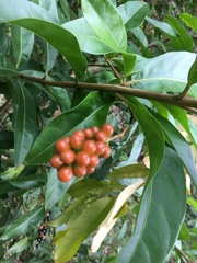 Citharexylum caudatum