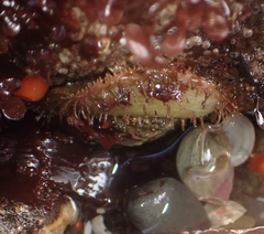 Placiphorella velata