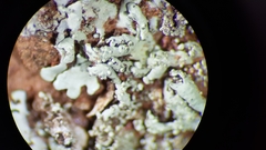 Xanthoparmelia nodulosa