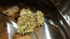 Xanthoparmelia nodulosa