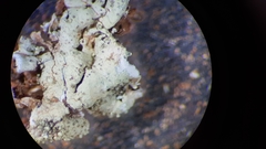 Xanthoparmelia nodulosa