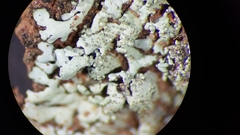 Xanthoparmelia nodulosa