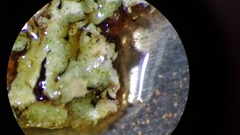 Xanthoparmelia nodulosa