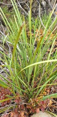 Lomandra effusa