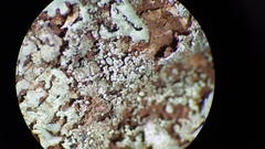 Xanthoparmelia nodulosa