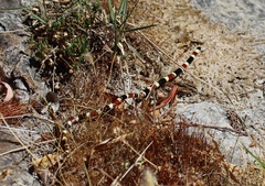 Micruroides euryxanthus