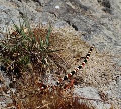 Micruroides euryxanthus