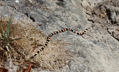 Micruroides euryxanthus