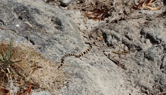 Micruroides euryxanthus