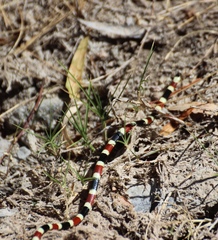 Micruroides euryxanthus