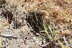 Micruroides euryxanthus