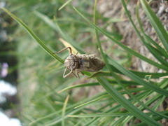 Somatochlora albicincta