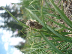 Somatochlora albicincta
