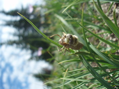 Somatochlora albicincta