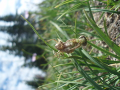 Somatochlora albicincta