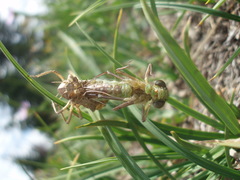 Somatochlora albicincta