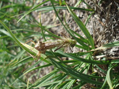 Somatochlora albicincta