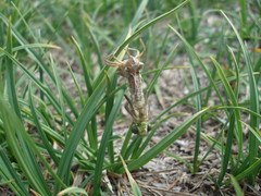 Somatochlora albicincta