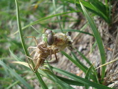 Somatochlora albicincta